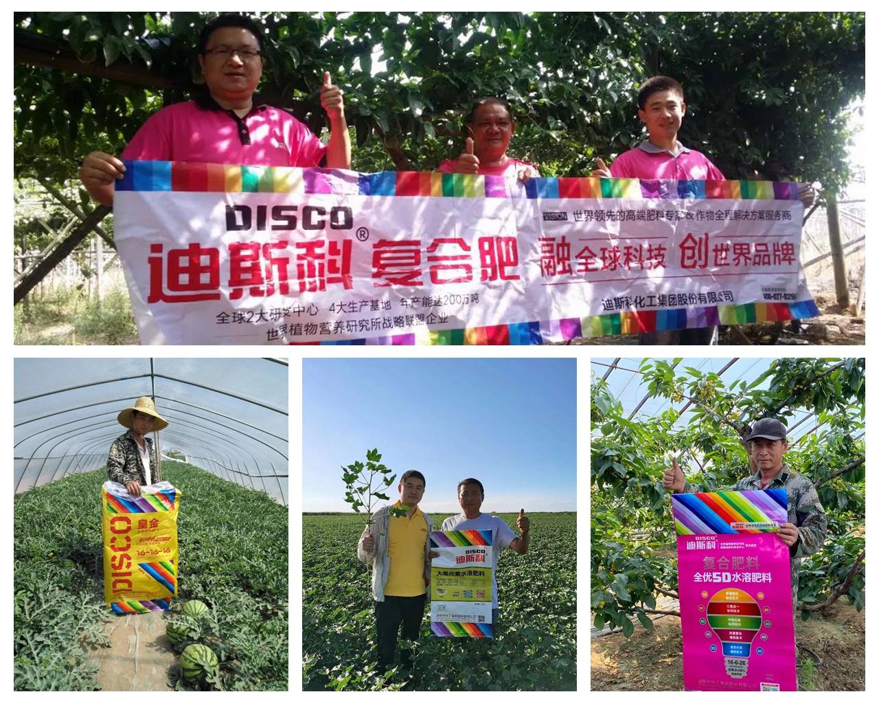 迪斯科肥料是进口吗,迪斯科肥料全国排行第几