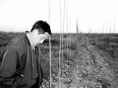 中国大沙漠的淘金客：*子骗**、教授与巨头