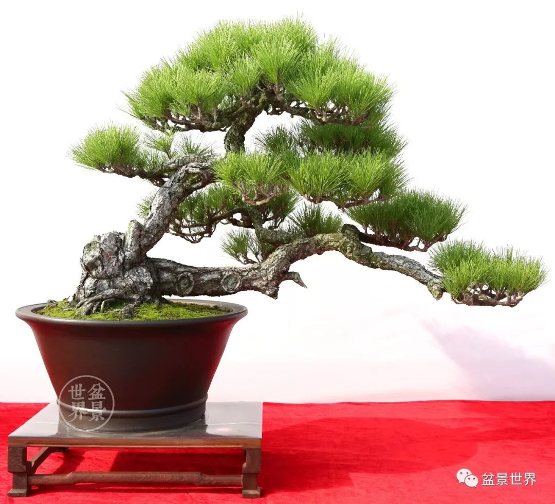 精品黑松盆景欣赏,富贵大气的盆景有哪些