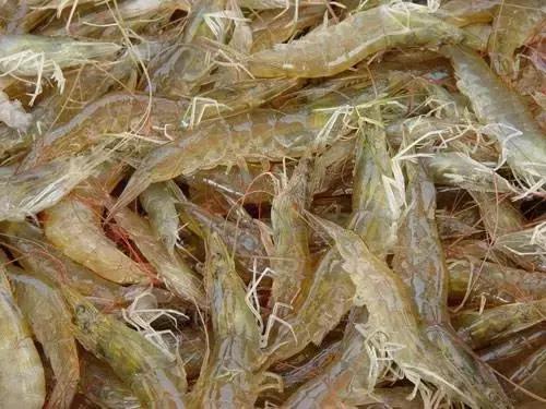 汕尾吃海鲜的正确方式,汕尾人吃海鲜