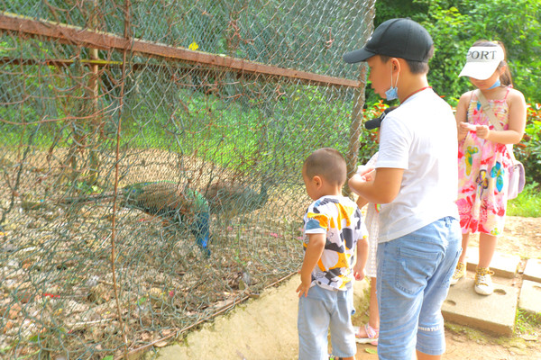 湿地公园菊展在哪,中山菊展一日游