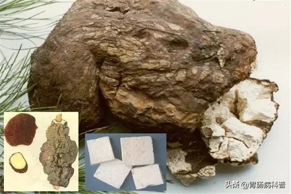 四时神药茯苓的功效与作用,茯苓为什么叫四时神药