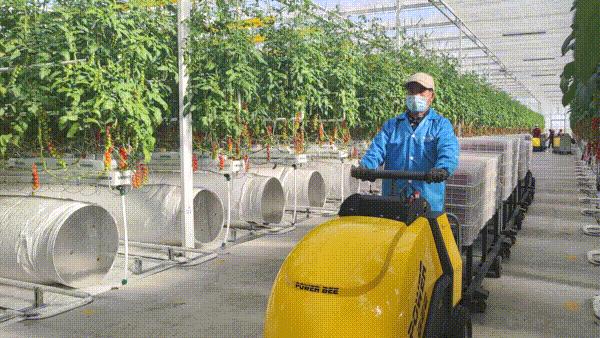 【加快项目建设推进高质量发展】戈壁滩崛起“农业工厂”——古浪越海农业书写古浪现代农业新篇章