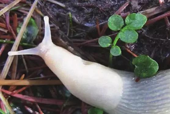 鼻涕虫会长什么样,鼻涕虫最有可能藏在哪里