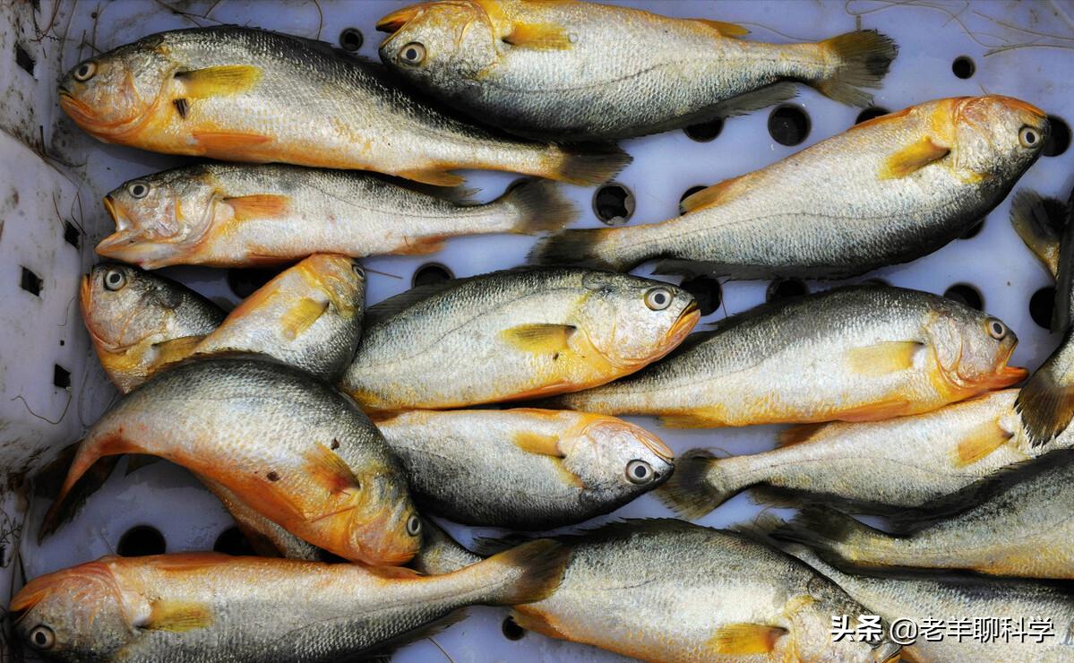 中国大黄鱼灭绝之路,东海400万尾大黄鱼放流东海