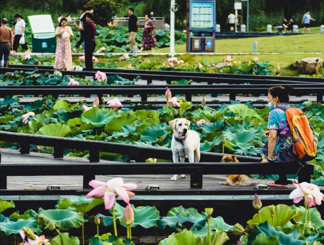 南京板桥有发展前景吗,南京板桥最新消息