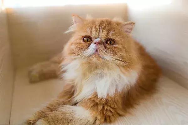 体外驱虫会导致猫咪死亡吗,体外驱虫是杀死蜱虫吗