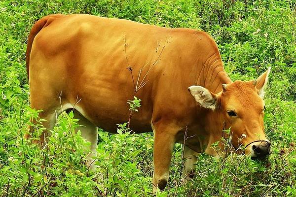 黄牛与水牛价格相比,黄牛和水牛有什么本质上的区别