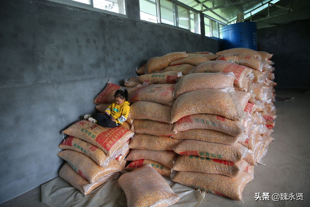 80后夫妻返乡养鹌鹑，开始在土坯房里养，如今的养殖场能养12万只