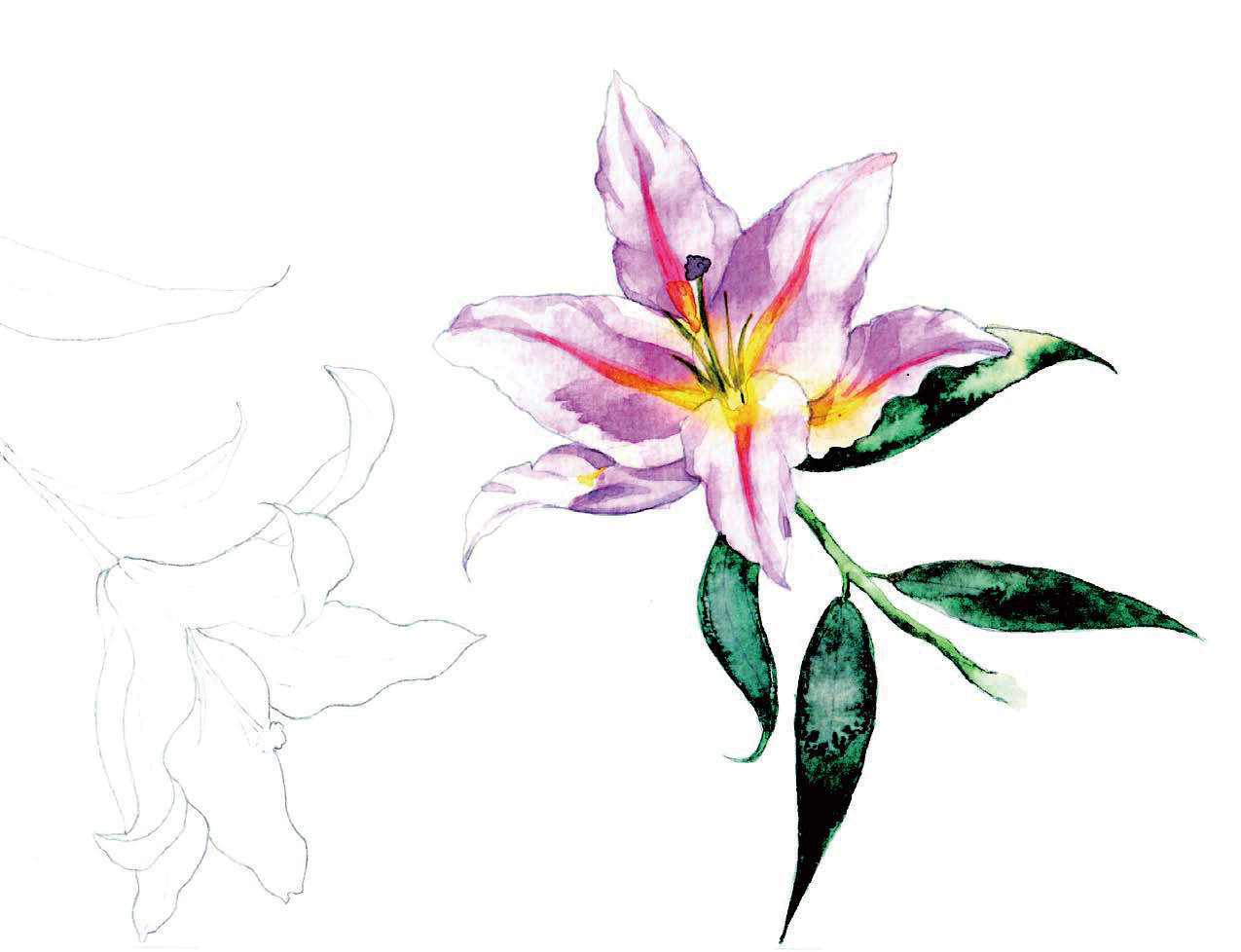 清爽又干净的水彩花卉手绘,学习水彩花卉画法步骤