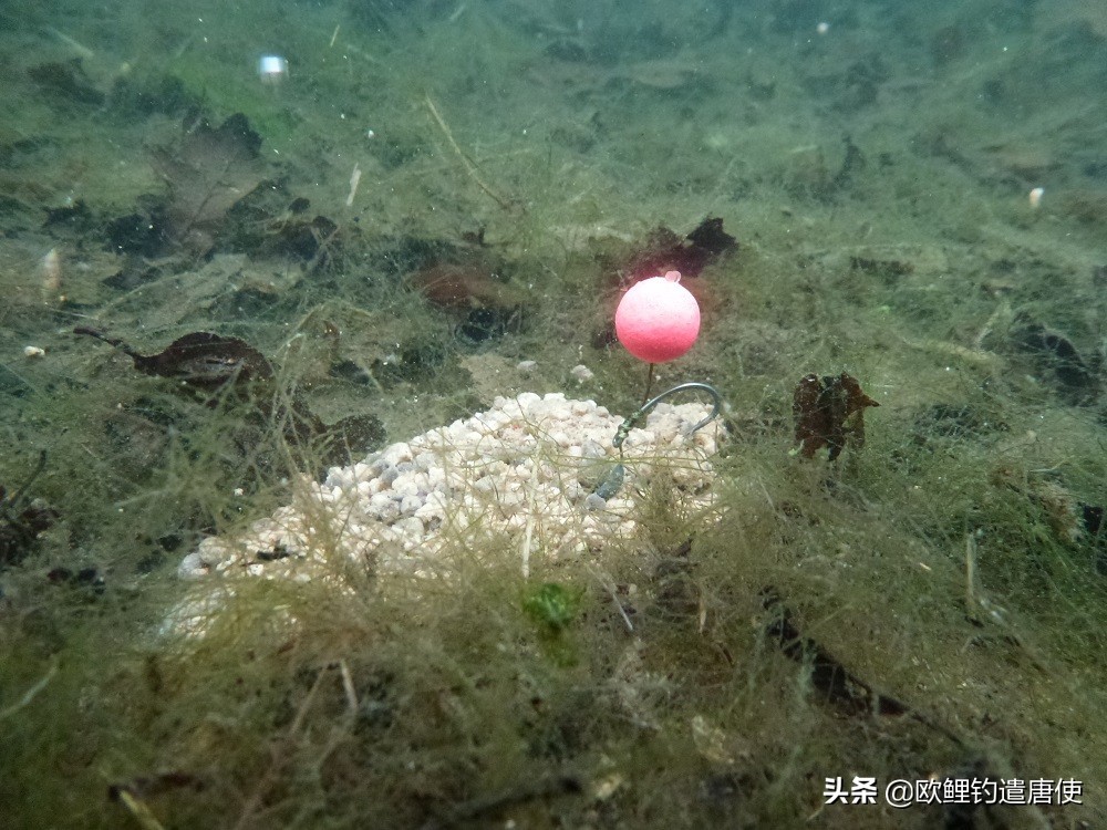 话说欧鲤钓组全集,欧鲤钓法pva