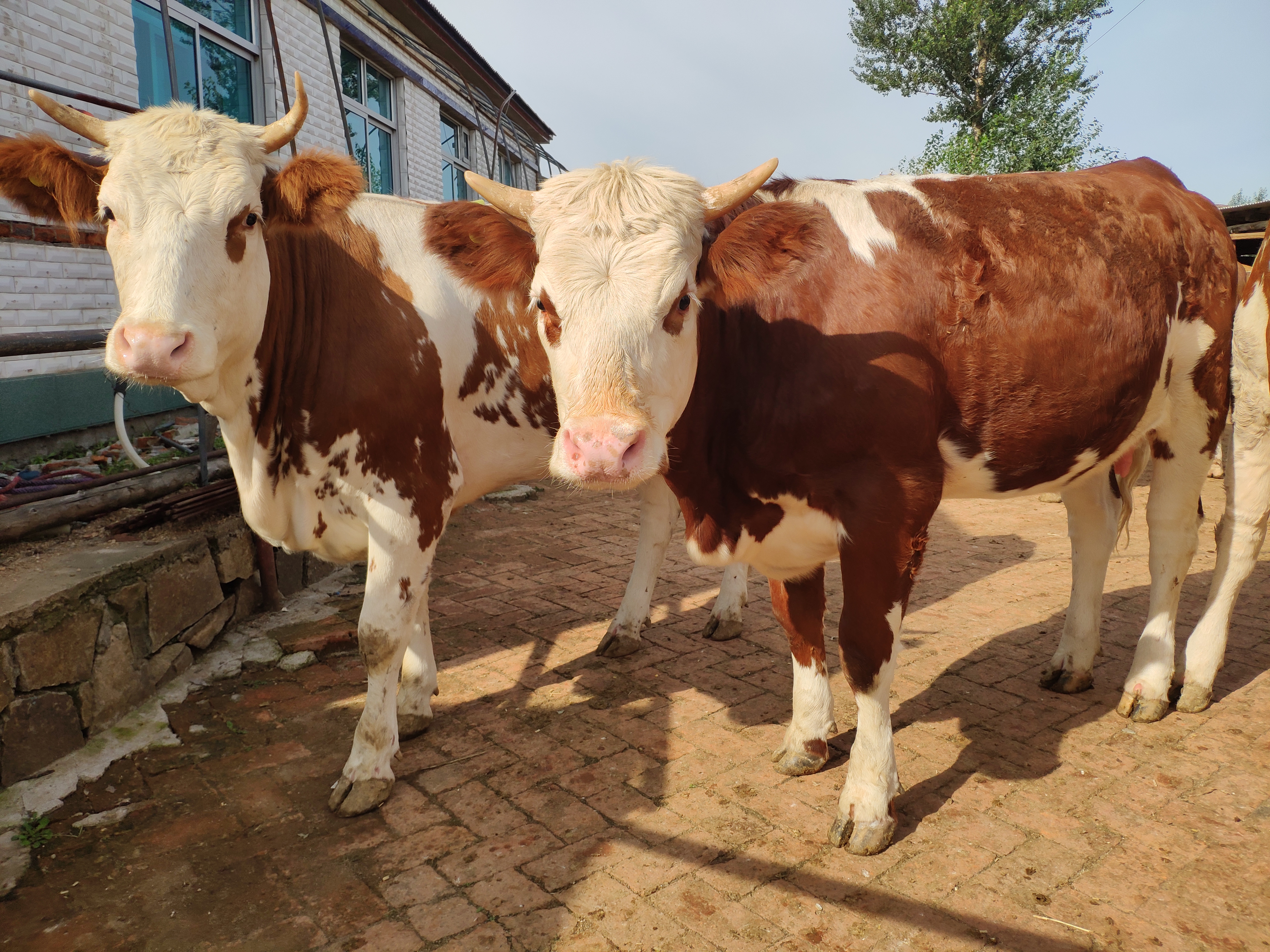 东哥养牛视频,东哥养肉牛