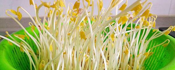 绿豆芽怎么发育,绿豆芽怎么发芽家庭版