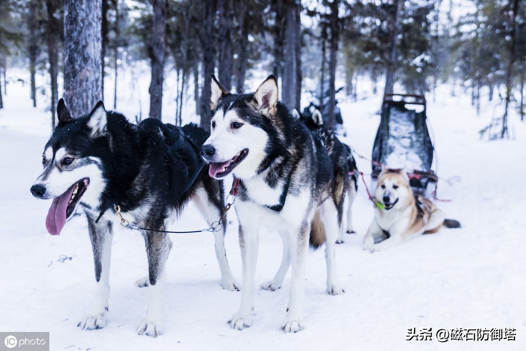 进击的哈士奇：傲立于极地的风之子