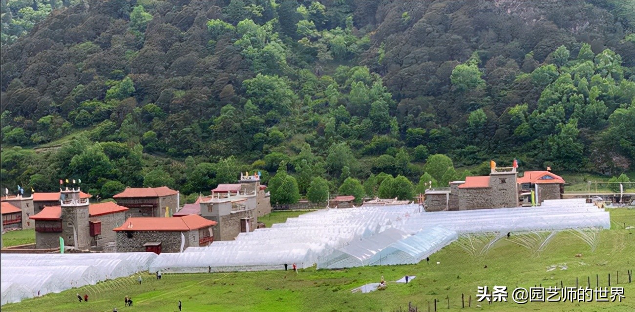 夏季草莓还能开花结果吗,草莓夏季高产