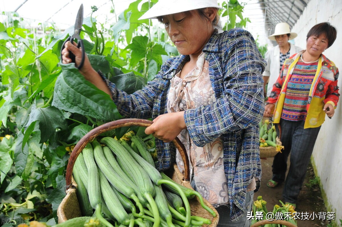丝瓜弯曲的解决方法,黄瓜出现弯瓜该怎么处理视频