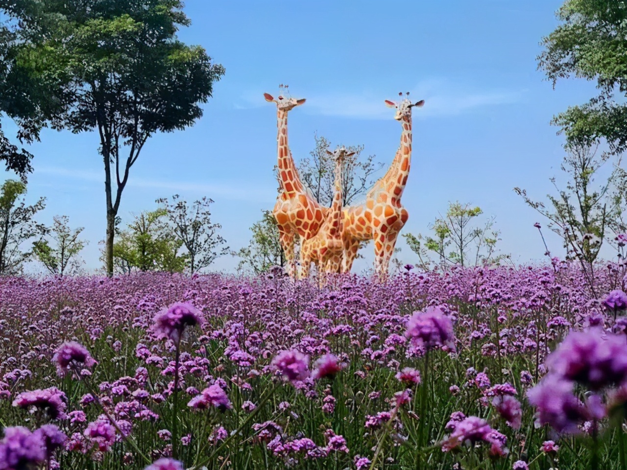 上海最大薰衣草公园,上海薰衣草公园迪士尼