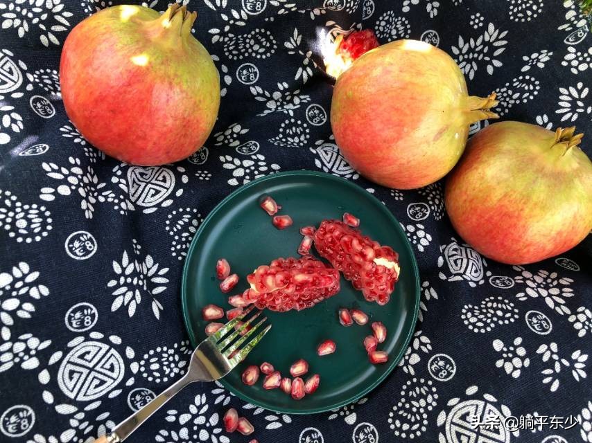 突尼斯软籽石榴苗真假辨别图片,突尼斯软籽石榴正宗苗