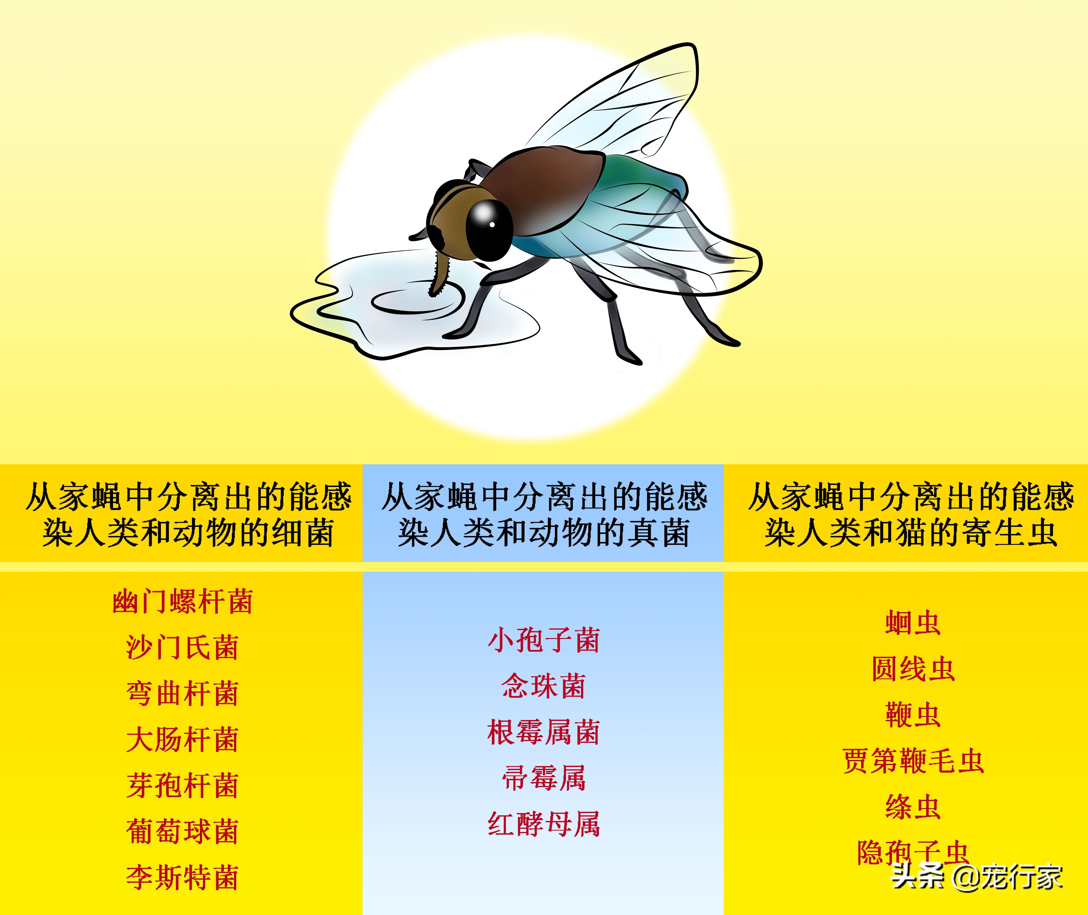 猫咪爱偷吃家里食物,猫咪爱抓鸟吃