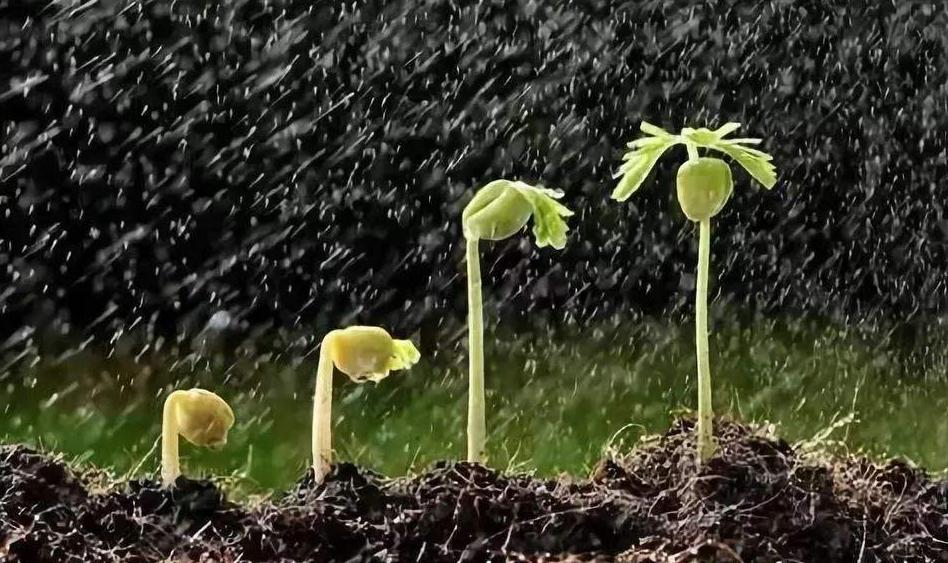 细菌病害特效药大全,防细菌病害的药剂