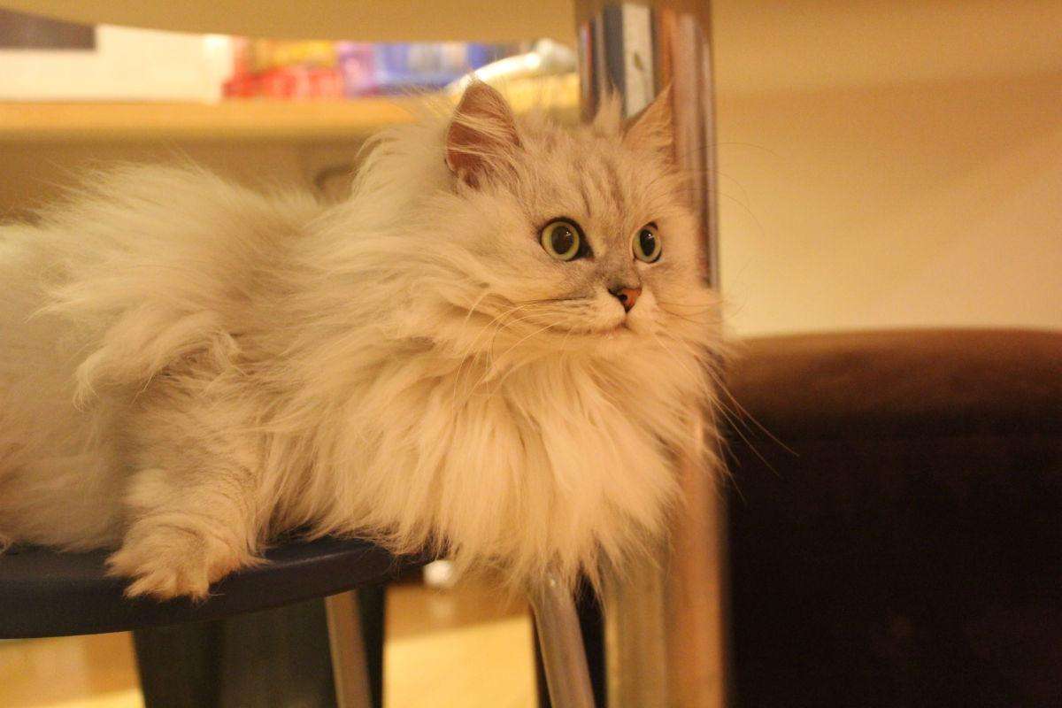 猫猫大集合图片,猫猫大合集一口气看完