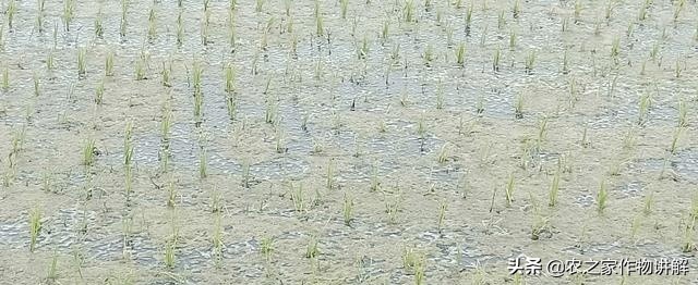 水稻长青苔怎么治理,水稻田里长青苔怎么处理