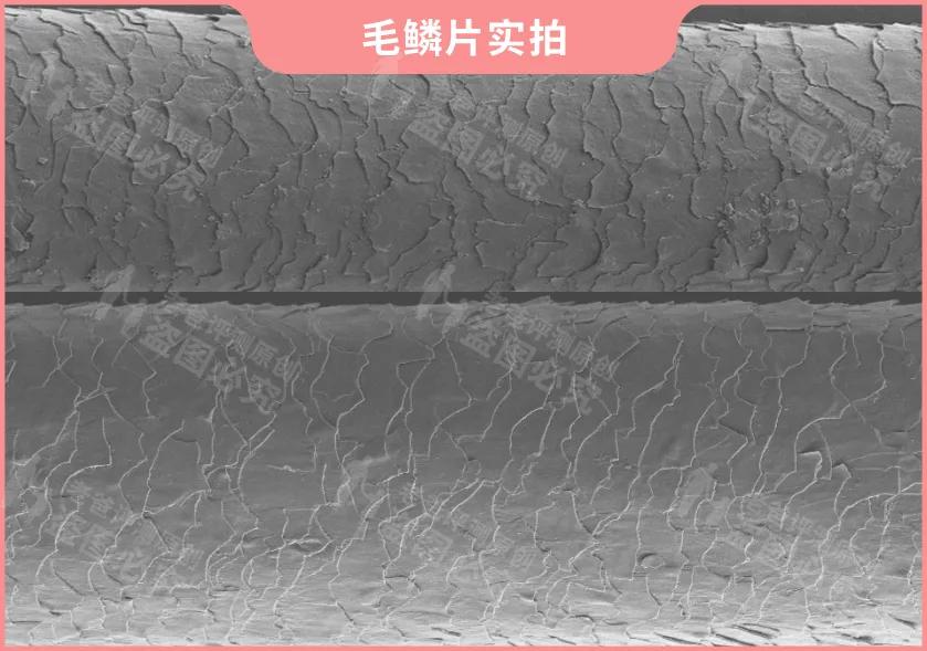 护发精油推荐测评且不伤头发,9款热门护发精油测评