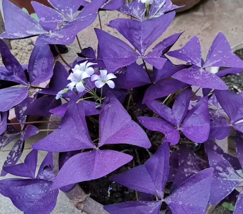 北方地栽紫色酢浆草怎么过冬,怎么养紫叶酢浆草