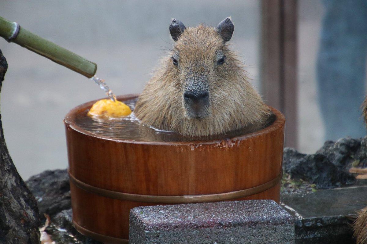 为什么说水豚是动物界的交际花,水豚不得不说是动物界的交际达人