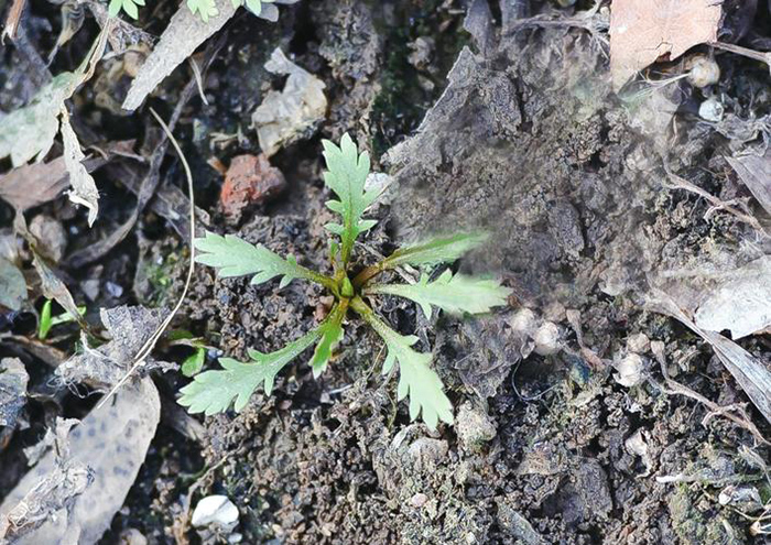 清明植物图鉴,清明时有什么植物和动物