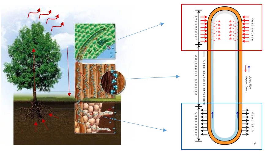 荣耀v30pro是什么屏,荣耀v30pro拍照效果