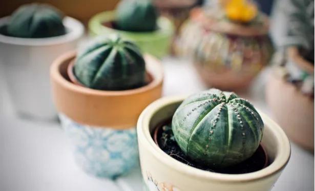 海淘多肉是合法吗,海淘多肉有什么危险