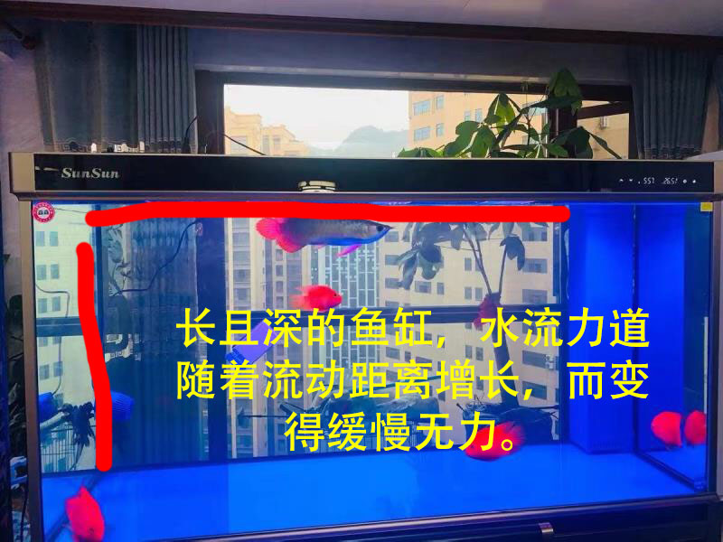 底滤鱼缸里鱼粪排不出去,底滤鱼缸鱼屎吸不走怎么办