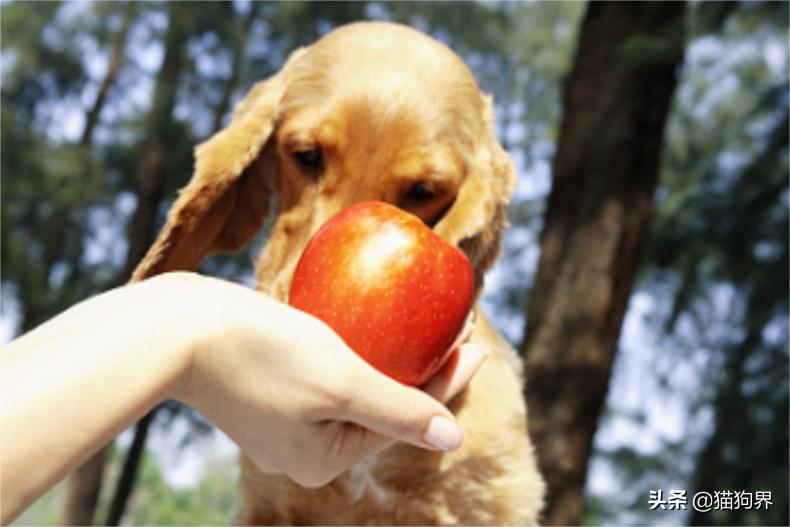 狗狗得细小不吃饭怎么补充营养,狗狗闹狗不吃饭怎么办