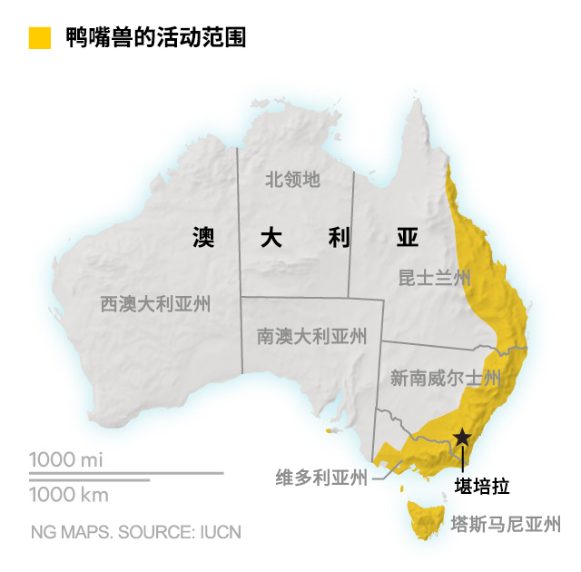 鸭嘴兽可爱瞬间,鸭嘴兽怎么咬人