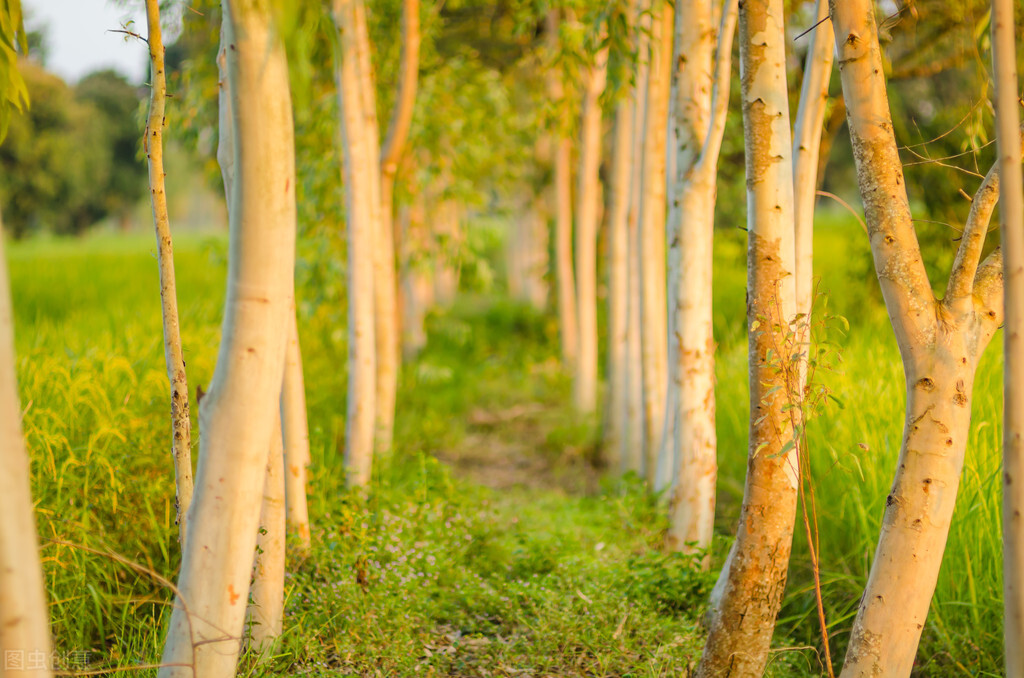 这种病菌1亿年前就有了，后来地球出现人类，它又学会了感染人肺