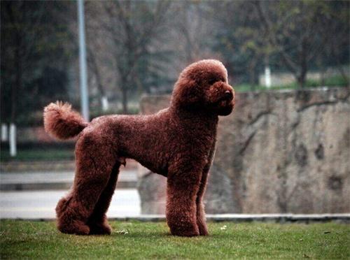 泰迪满大街巨贵很少人养,泰迪巨贵狗怎么才能让它毛发变黑