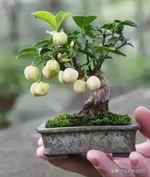 三十多年经验教你制作掌上树桩盆景，形态小巧，造型玲珑别致