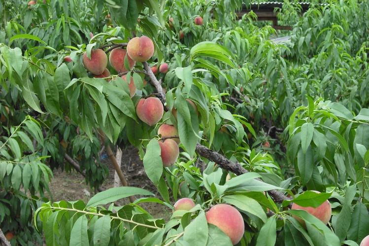 桃树杆上的桑白介壳虫什么时候治,春季桃树介壳虫防治