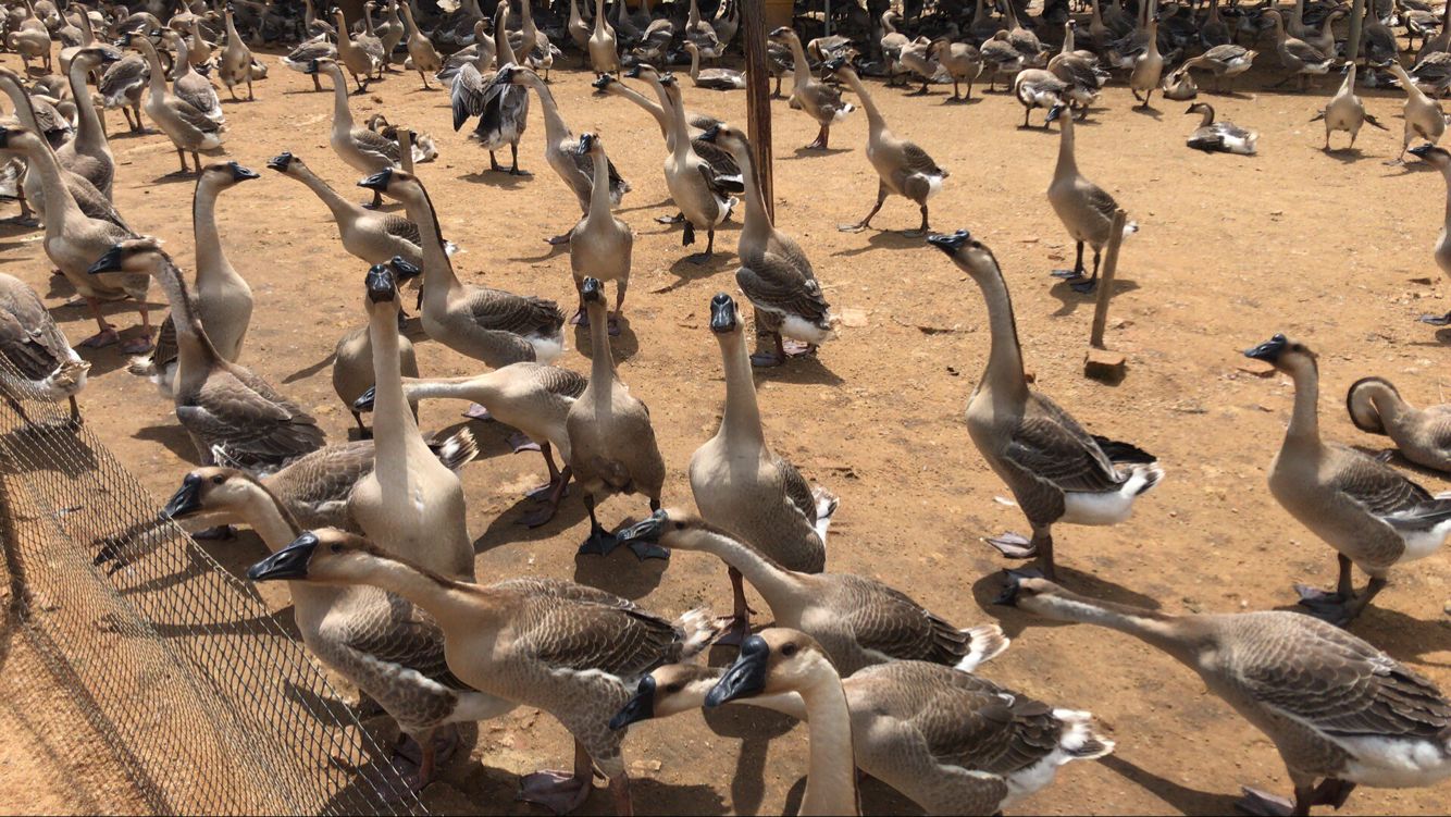 鹅苗价格最新行情,肉鹅鹅苗价格行情