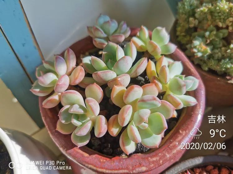 人生就像养多肉一样,人生如同养多肉时间不会怠慢