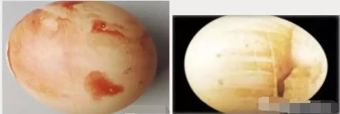 产蛋鸡的蛋皮脆怎么回事,蛋鸡产的鸡蛋壳薄脆的原因