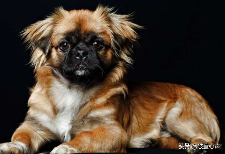 狮子狗:带着4000年来华夏贵族们专一的宠爱,走向世界的舞台