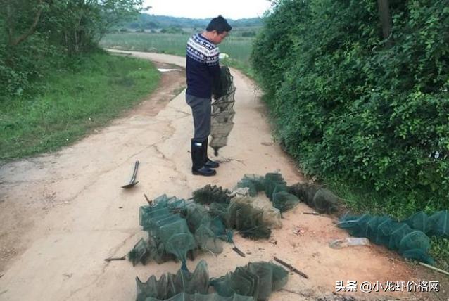 六安市养殖龙虾的真实利润,100块钱六斤龙虾利润多少