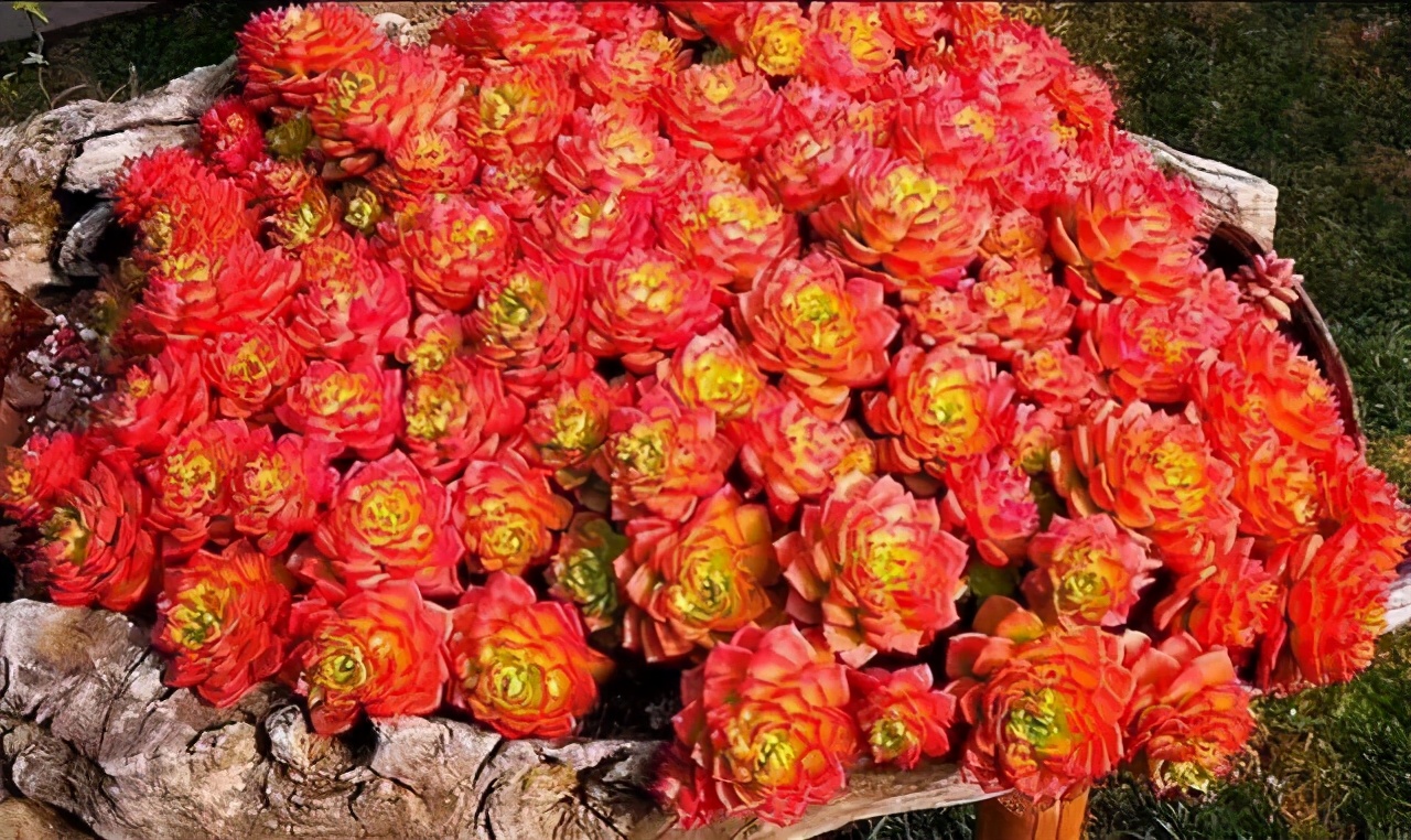 10种多肉天生爱徒长,不能“宠”着养,虐一虐才漂亮