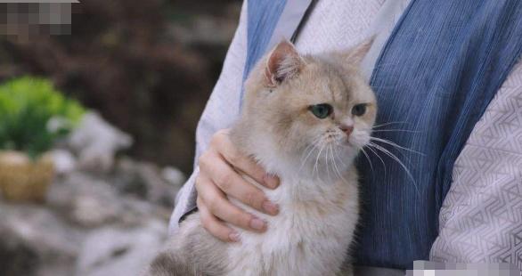 养猫心理学研究,心理学为什么忽然想养猫