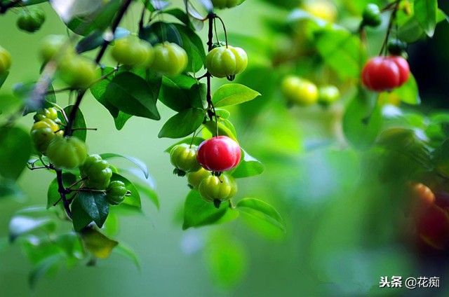 南红嘉宝果盆栽,一年四季都能吃的水果盆栽