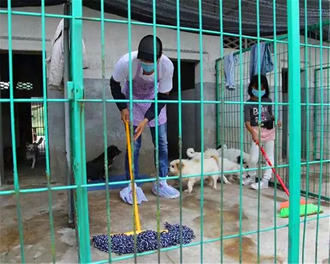 狗狗突然呕吐黄色液体是什么原因,狗狗突然呕吐喂生理盐水