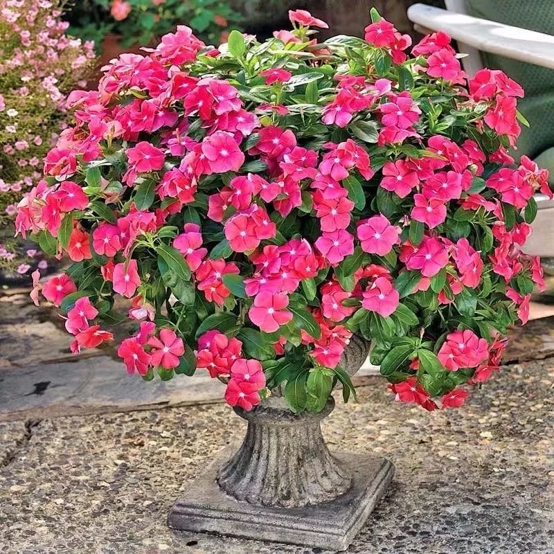 哪些花是开花机器,开花最香最好看繁殖能力还强的花