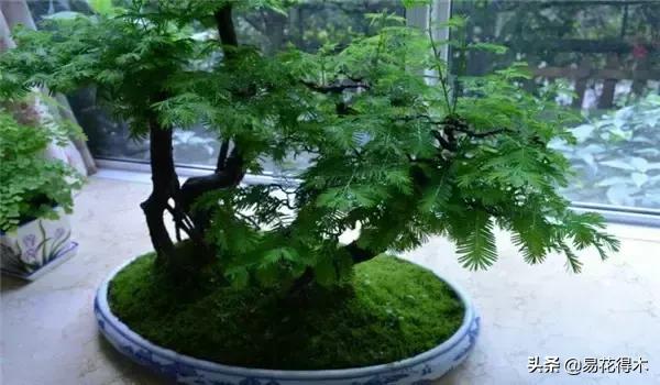 红豆杉和水杉有什么区别,红豆杉和水杉怎么辨别